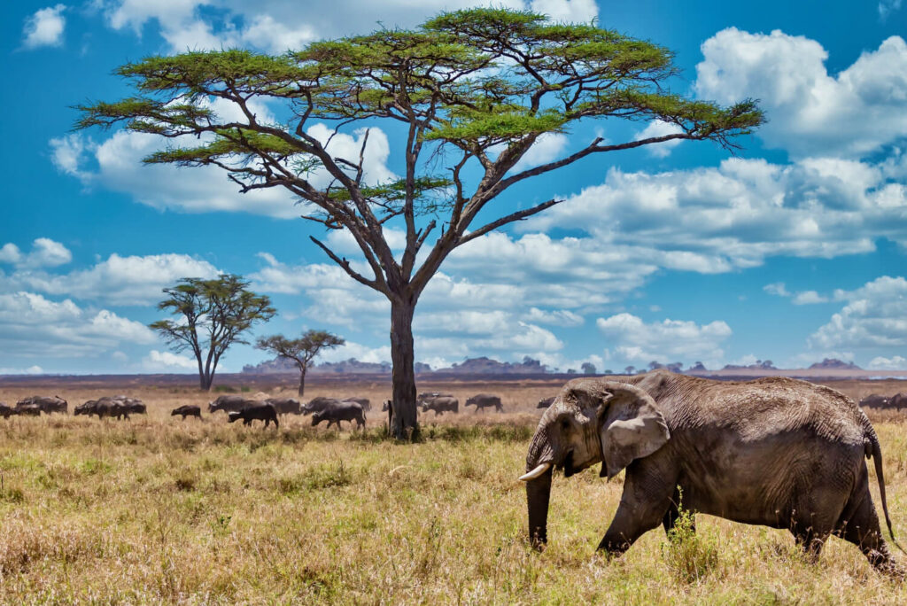 Elefant im Serengeti Nationalpark in Tansania - betandteil eines jeden Tansania Sansibar Reiseführers
