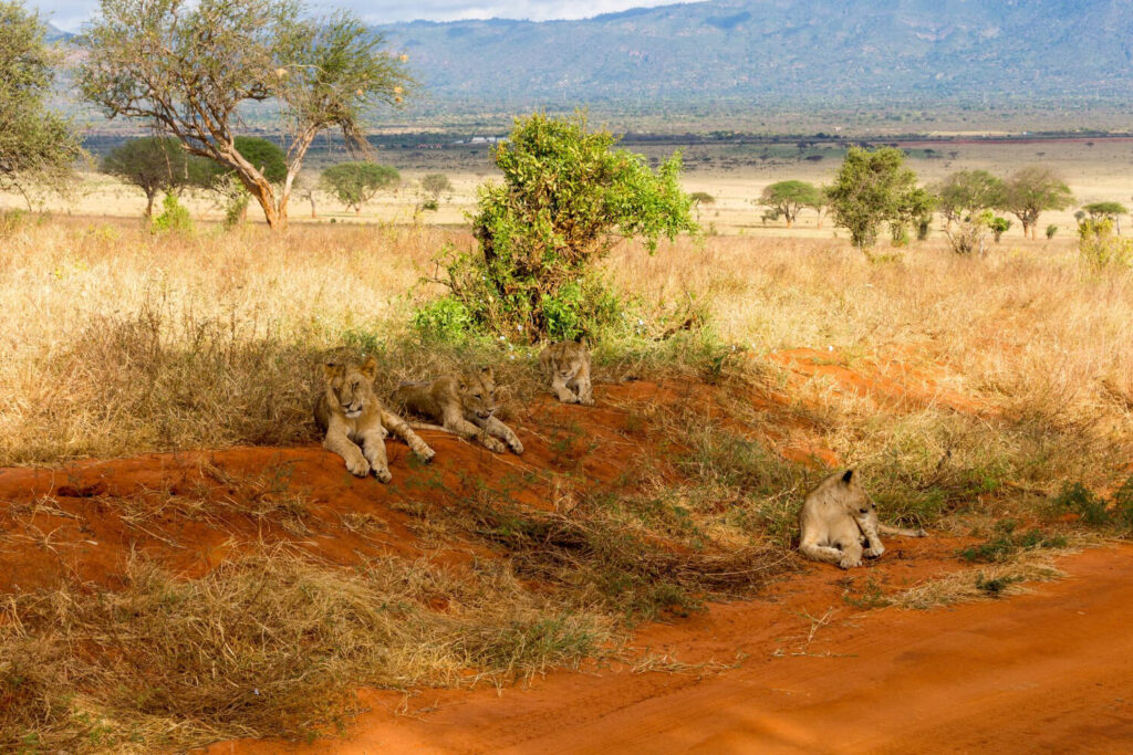 Wilde Löwen in Kenia, ein Motiv aus einem Kenia Reiseführer